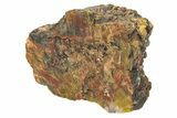 Polished, Petrified Wood (Araucarioxylon) - Arizona #234027-1